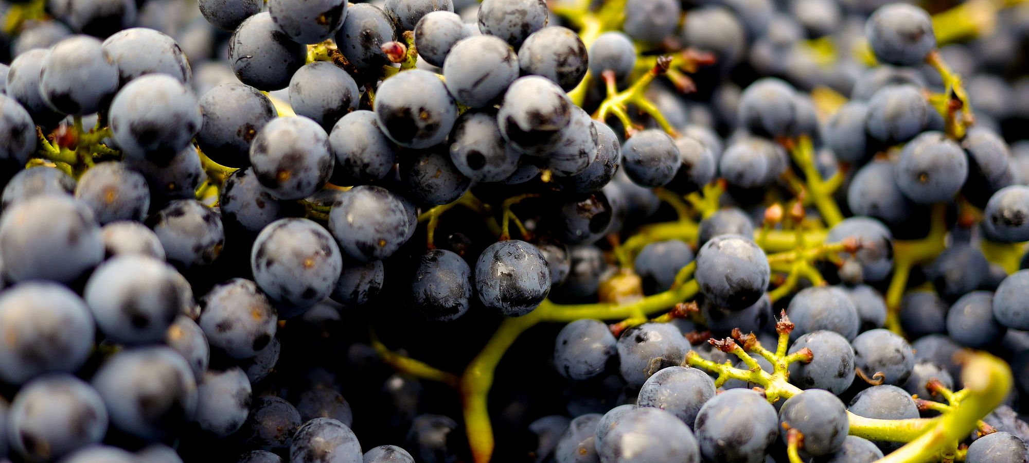 BC BEST OF VARIETAL WINE AWARDS